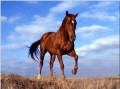 am131D animal caballo